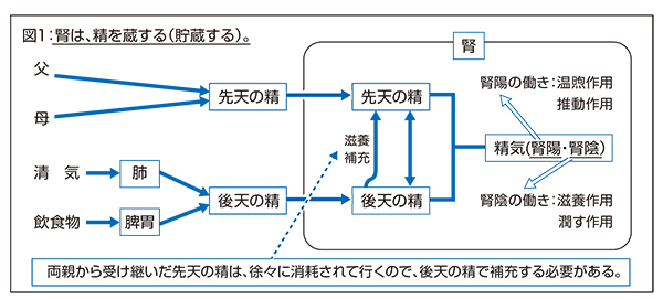 季刊ぶんぶん90-1